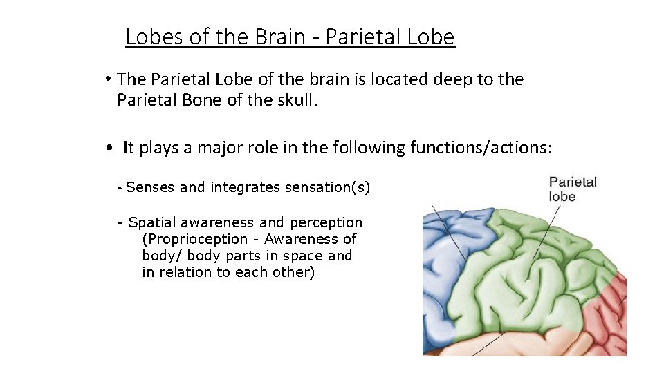 Lobes of the Brain - Parietal Lobe • The Parietal Lobe of the brain