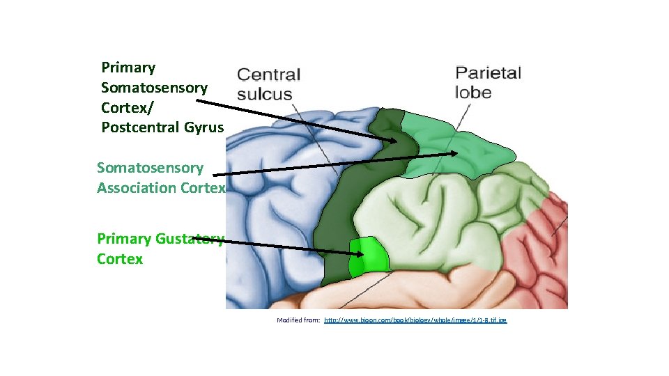 Primary Somatosensory Cortex/ Postcentral Gyrus Somatosensory Association Cortex Primary Gustatory Cortex Modified from: http: