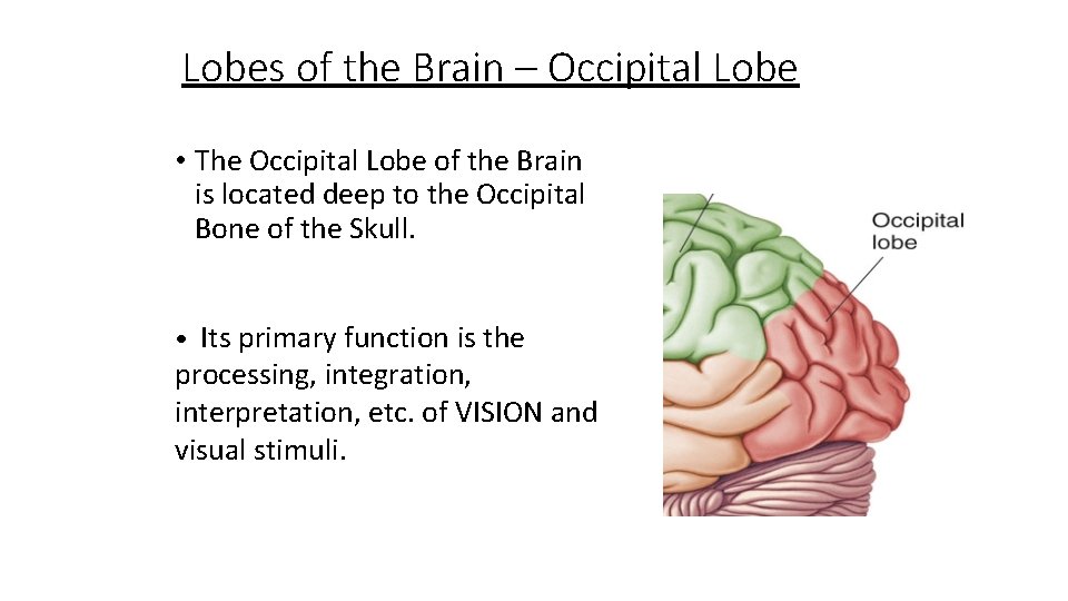 Lobes of the Brain – Occipital Lobe • The Occipital Lobe of the Brain