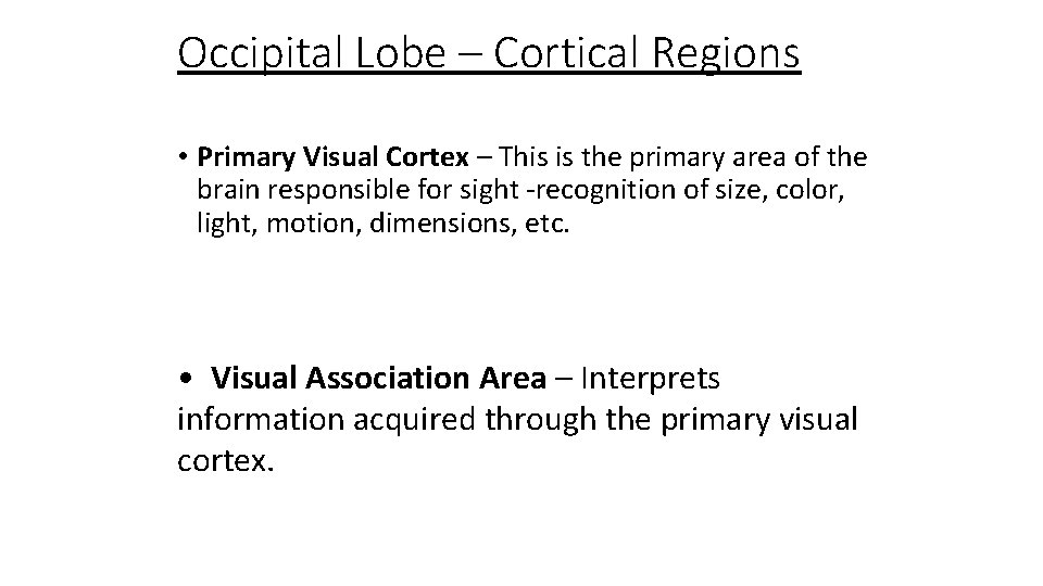 Occipital Lobe – Cortical Regions • Primary Visual Cortex – This is the primary