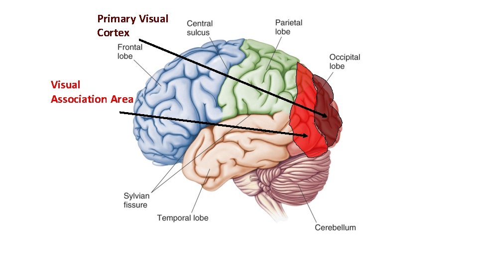 Primary Visual Cortex Visual Association Area 