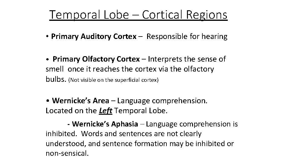 Temporal Lobe – Cortical Regions • Primary Auditory Cortex – Responsible for hearing •