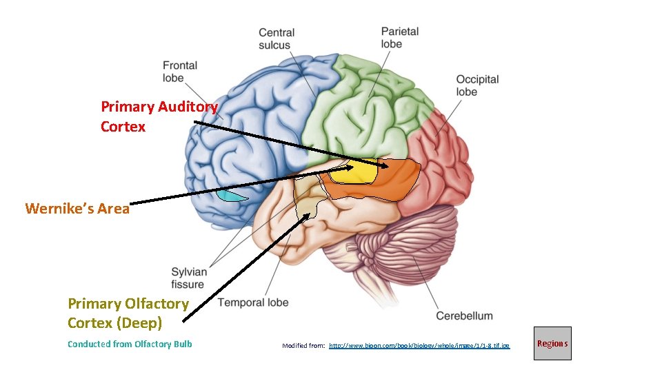 Primary Auditory Cortex Wernike’s Area Primary Olfactory Cortex (Deep) Conducted from Olfactory Bulb Modified