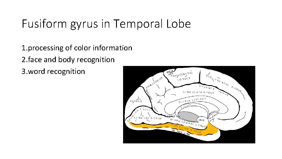 Fusiform gyrus in Temporal Lobe 1. processing of color information 2. face and body