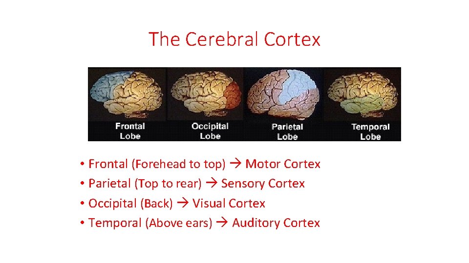 The Cerebral Cortex • Frontal (Forehead to top) Motor Cortex • Parietal (Top to