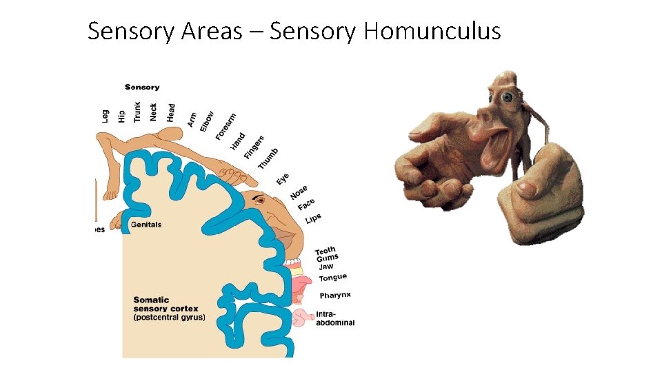 Sensory Areas – Sensory Homunculus 