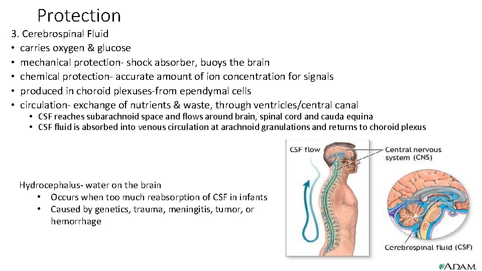 Protection 3. Cerebrospinal Fluid • carries oxygen & glucose • mechanical protection- shock absorber,