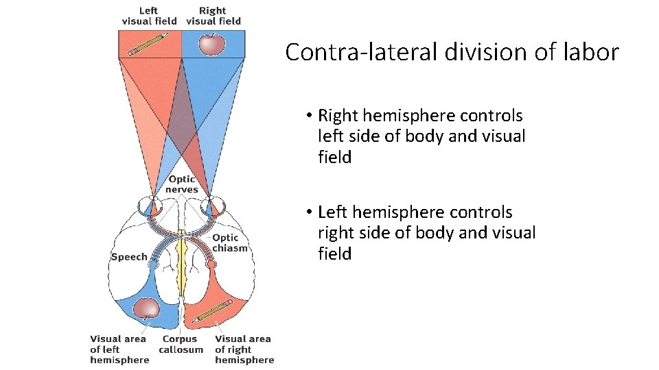 Contra-lateral division of labor • Right hemisphere controls left side of body and visual