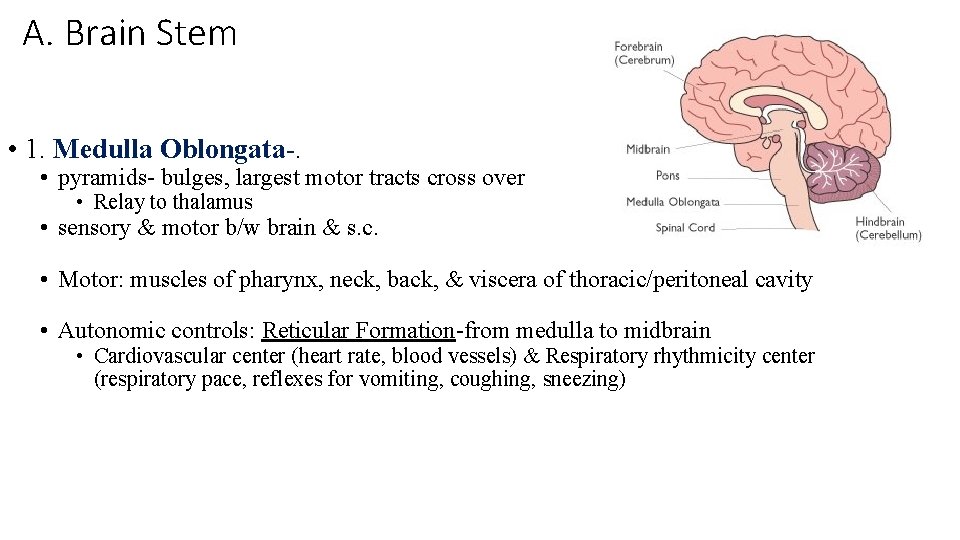 A. Brain Stem • 1. Medulla Oblongata-. • pyramids- bulges, largest motor tracts cross