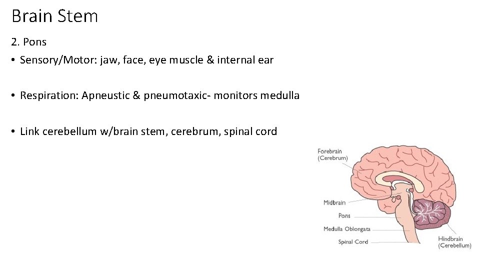 Brain Stem 2. Pons • Sensory/Motor: jaw, face, eye muscle & internal ear •