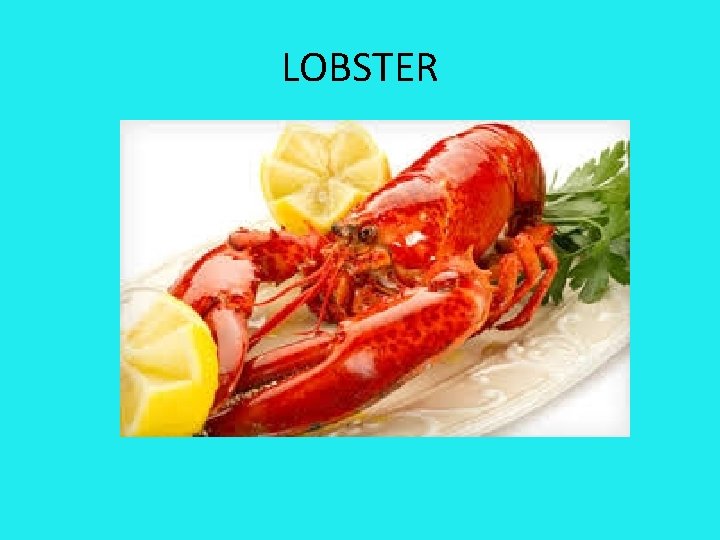 LOBSTER 