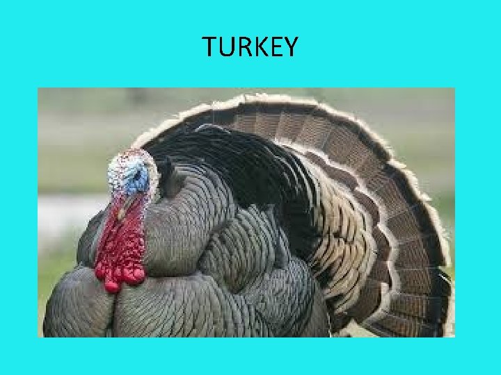 TURKEY 