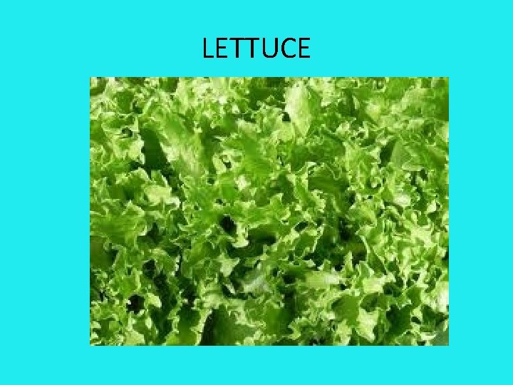 LETTUCE 