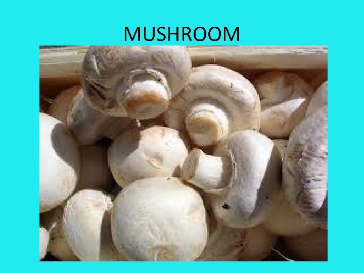 MUSHROOM 