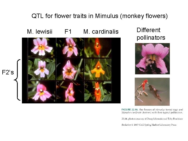 QTL for flower traits in Mimulus (monkey flowers) M. lewisii F 2’s F 1