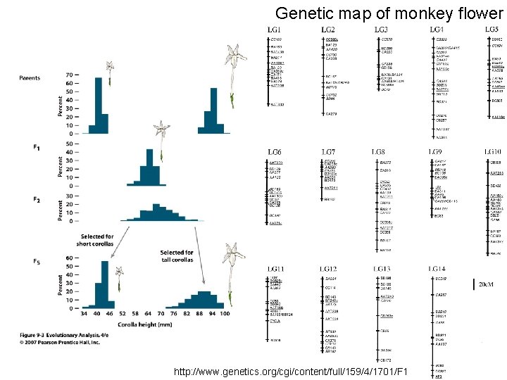 Genetic map of monkey flower http: //www. genetics. org/cgi/content/full/159/4/1701/F 1 