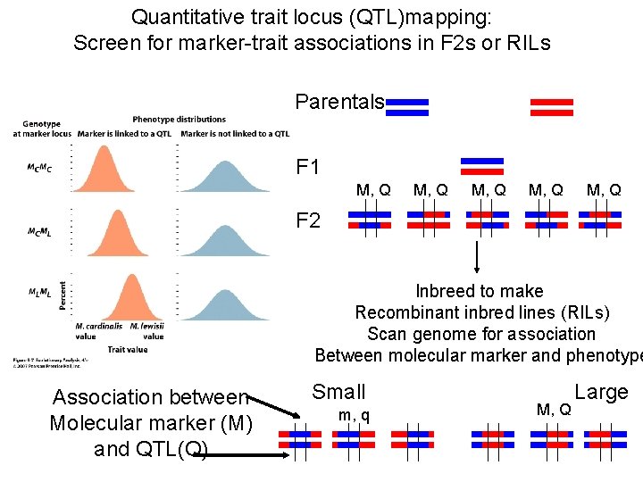 Quantitative trait locus (QTL)mapping: Screen for marker-trait associations in F 2 s or RILs