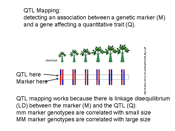QTL here Marker here http: //isotope. bti. cornell. edu/img/intro/qtl_fig_2. gif QTL Mapping: detecting an