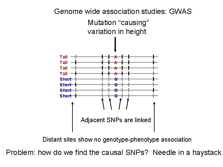 Genome wide association studies: GWAS Mutation “causing” variation in height Tall Short A A