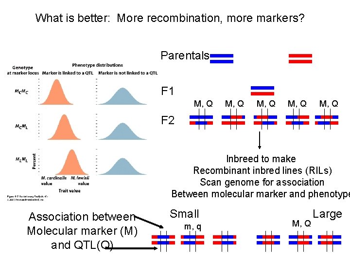 What is better: More recombination, more markers? Parentals F 1 M, Q M, Q