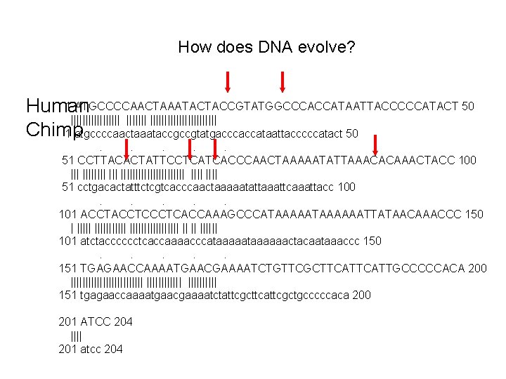 How does DNA evolve? 1 ATGCCCCAACTAAATACTACCGTATGGCCCACCATAATTACCCCCATACT 50 Human ||||||||||||||| Chimp 1 atgccccaactaaataccgccgtatgacccaccataattacccccatact 50. .