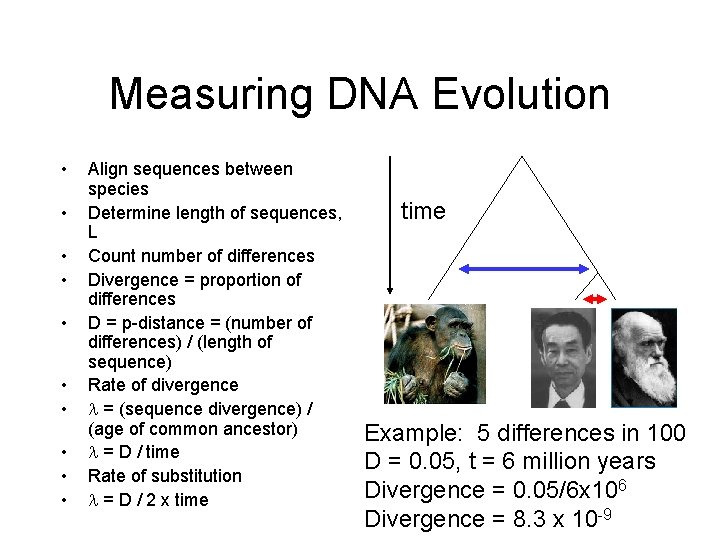 Measuring DNA Evolution • • • Align sequences between species Determine length of sequences,