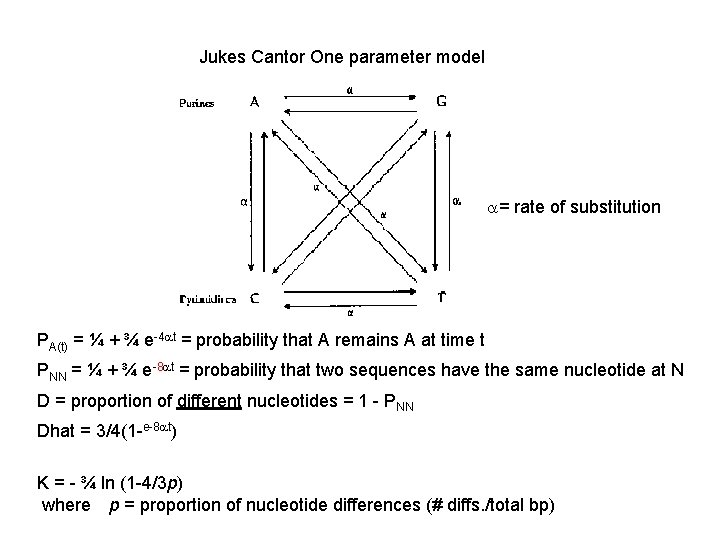 Jukes Cantor One parameter model = rate of substitution PA(t) = ¼ + ¾