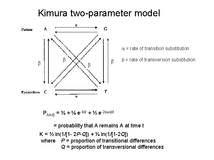 Kimura two-parameter model = rate of transition substitution b b b = rate of