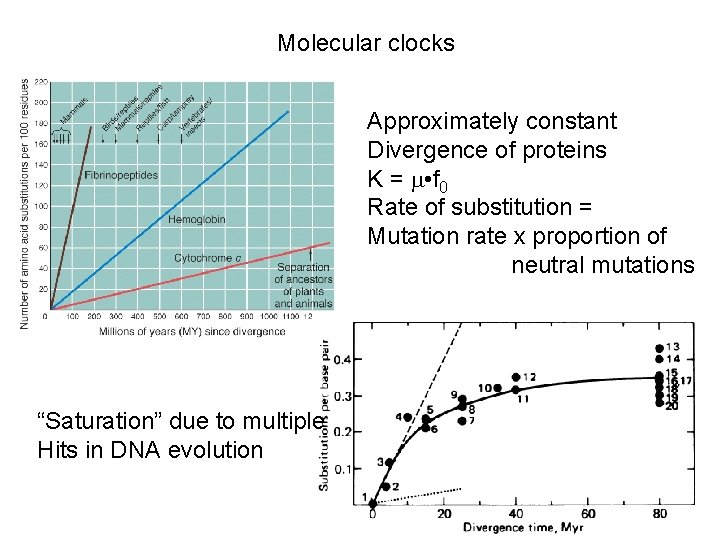 Molecular clocks Approximately constant Divergence of proteins K = • f 0 Rate of