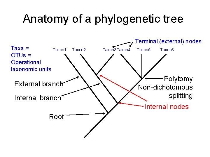 Anatomy of a phylogenetic tree Terminal (external) nodes Taxa = Taxon 1 OTUs =