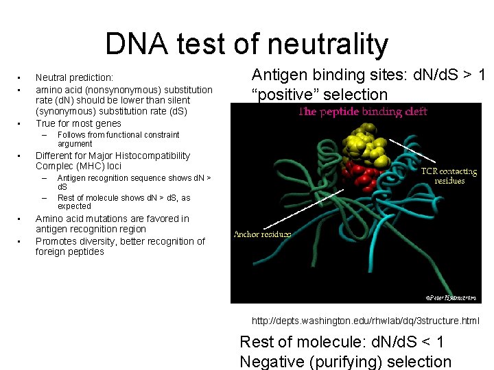 DNA test of neutrality • • • Neutral prediction: amino acid (nonsynonymous) substitution rate