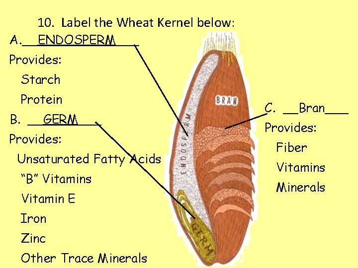 10. Label the Wheat Kernel below: A. __ENDOSPERM___ Provides: Starch Protein B. __GERM___ Provides: