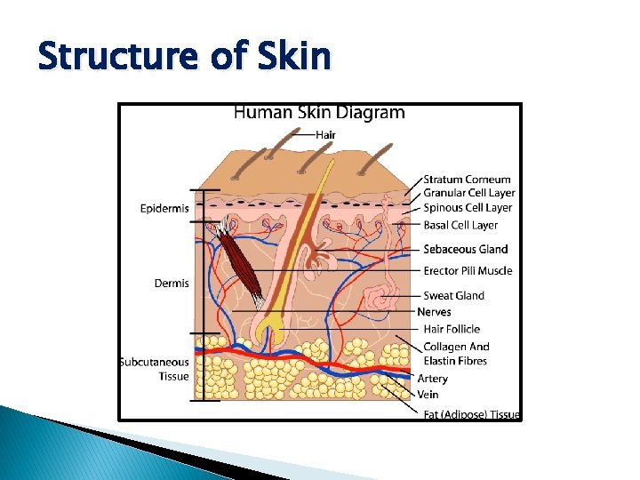 Structure of Skin 