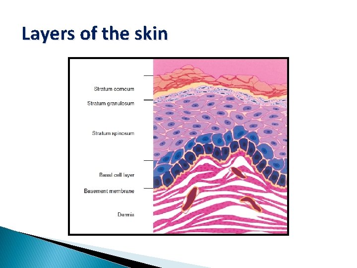 Layers of the skin 