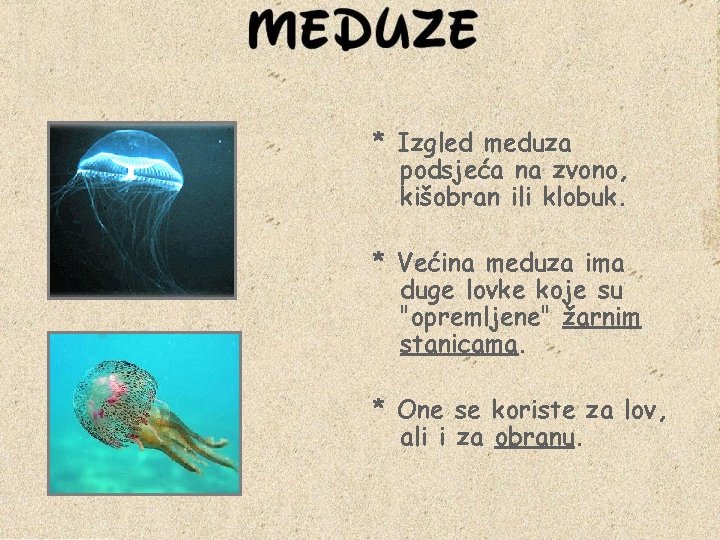 * Izgled meduza podsjeća na zvono, kišobran ili klobuk. * Većina meduza ima duge