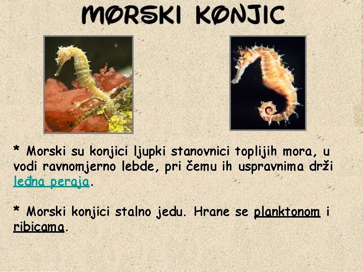 * Morski su konjici ljupki stanovnici toplijih mora, u vodi ravnomjerno lebde, pri čemu