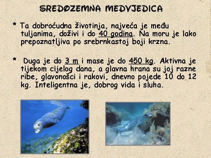 * Ta dobroćudna životinja, najveća je među tuljanima, doživi i do 40 godina. Na
