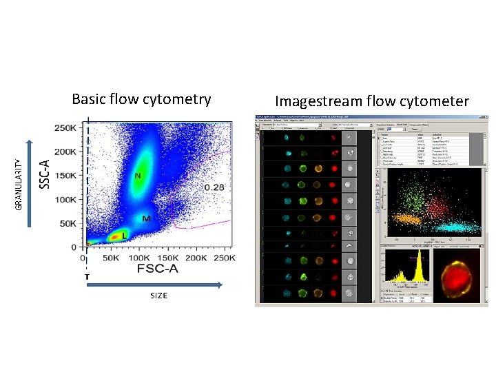 Basic flow cytometry Imagestream flow cytometer 
