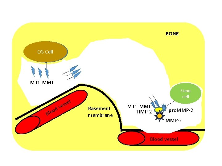 BONE Osteoblast OS Cell MT 1 -MMP Stem cell l B d loo se