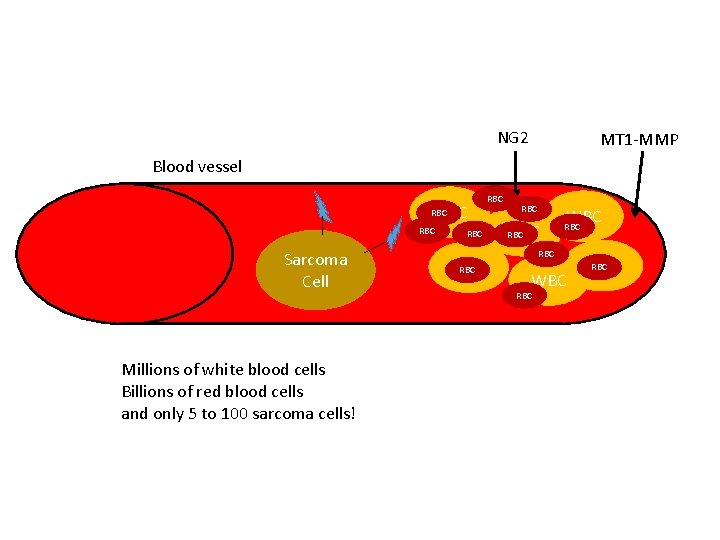 NG 2 MT 1 -MMP Blood vessel WBC RBC Sarcoma Cell Millions of white