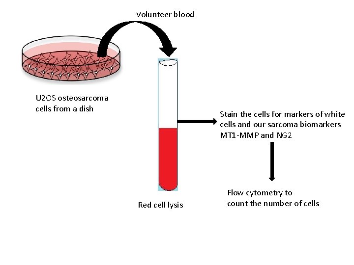 Volunteer blood U 2 OS osteosarcoma cells from a dish Stain the cells for