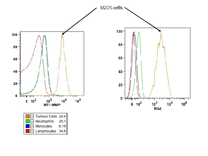 U 2 OS cells 