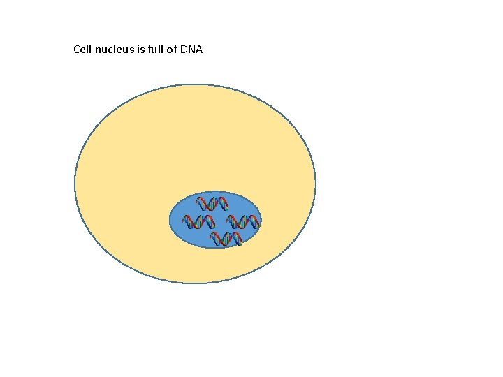 Cell nucleus is full of DNA 