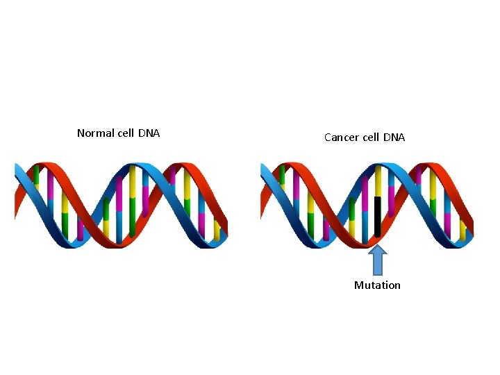 Normal cell DNA Cancer cell DNA Mutation 