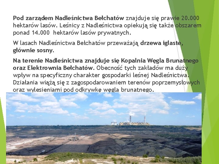 Pod zarządem Nadleśnictwa Bełchatów znajduje się prawie 20. 000 hektarów lasów. Leśnicy z Nadleśnictwa