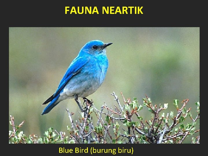 FAUNA NEARTIK Blue Bird (burung biru) 