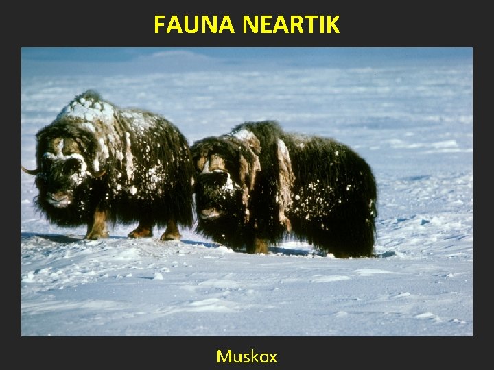 FAUNA NEARTIK Muskox 