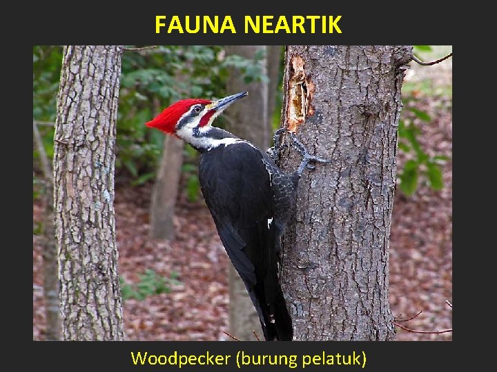 FAUNA NEARTIK Woodpecker (burung pelatuk) 