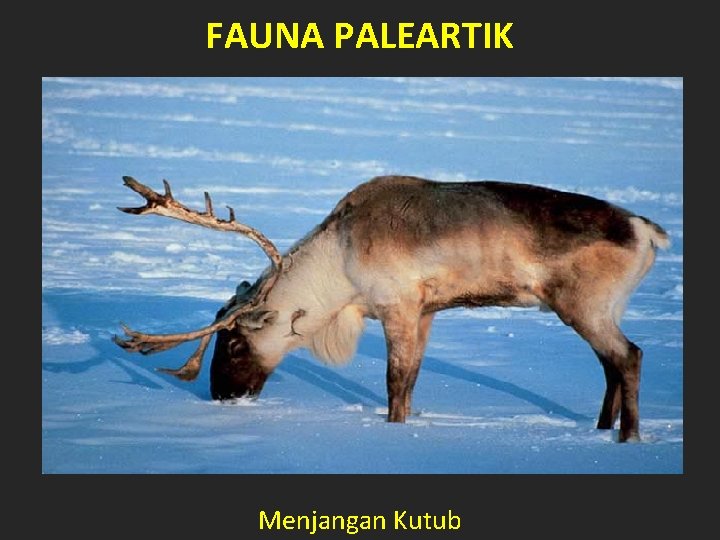 FAUNA PALEARTIK Menjangan Kutub 