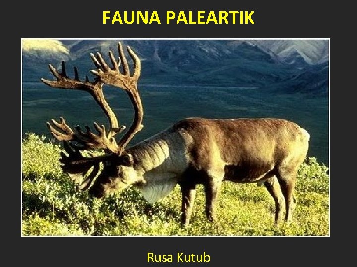 FAUNA PALEARTIK Rusa Kutub 